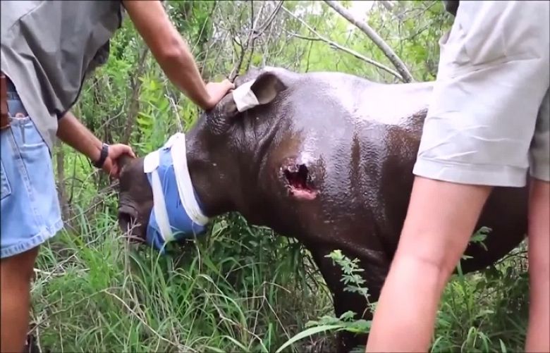 A rescue team in South Africa saved an eight-month-old female baby rhino