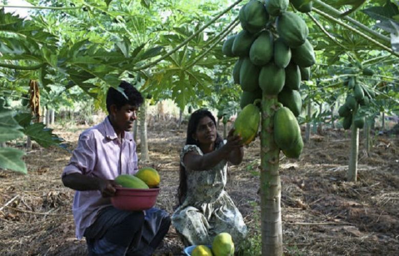 Pakistan&#039;s papaya pest squashed through biocontrol