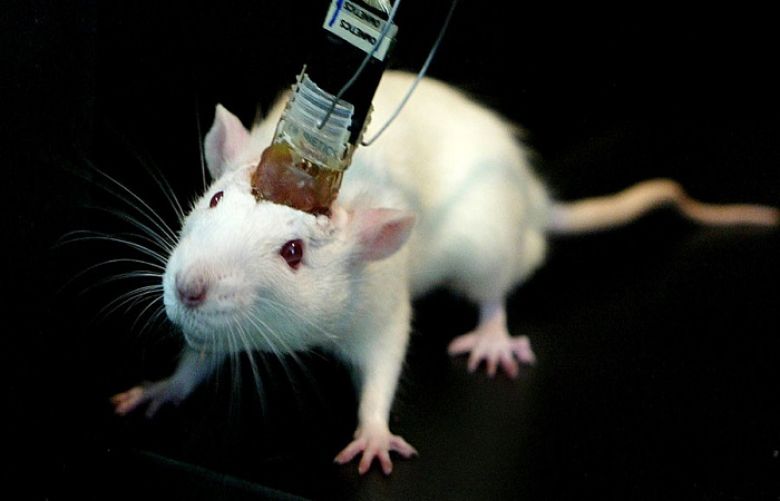 Scientists wirelessly control mice with brain implant