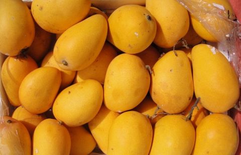 Sindh to produce less mangoes this season