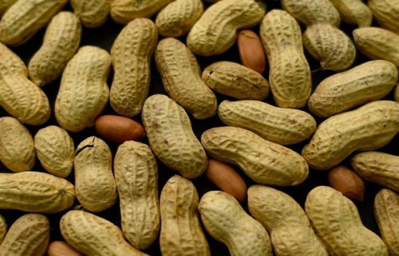 Give peanut to babies early for reducing allergy risk