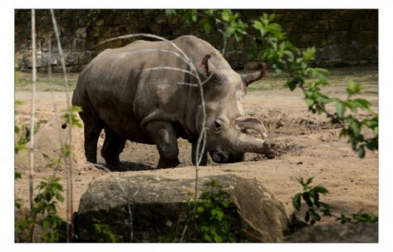 There Are Now Just Four Northern White Rhinos Left On Earth