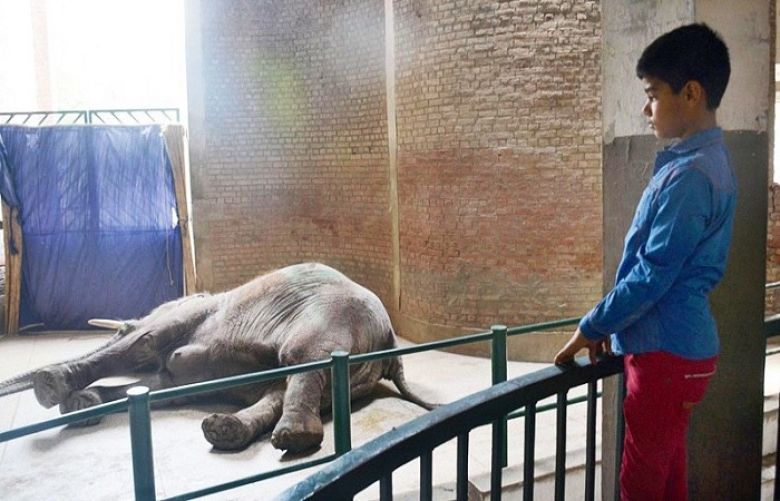 A child stares at the body of the Lahore Zoo&#039;s only elephant, Suzi.