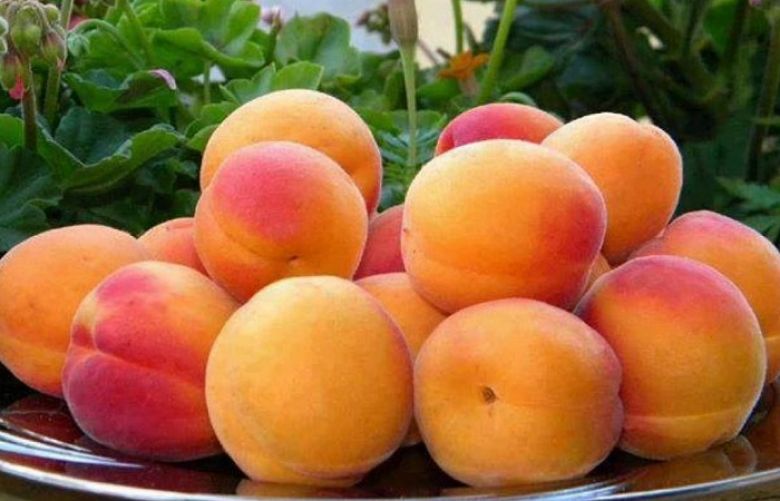 Gilgit Baltistan is the largest apricot producing region in Pakistan
