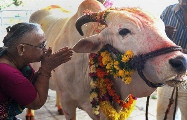Acid attack on cows sparks tension in Indian state