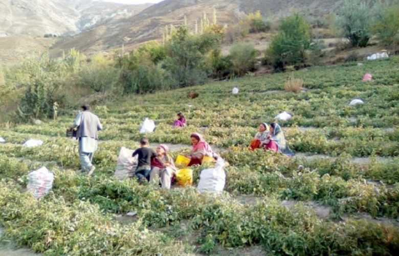 This Chitral village is unaffected by tomato crisis