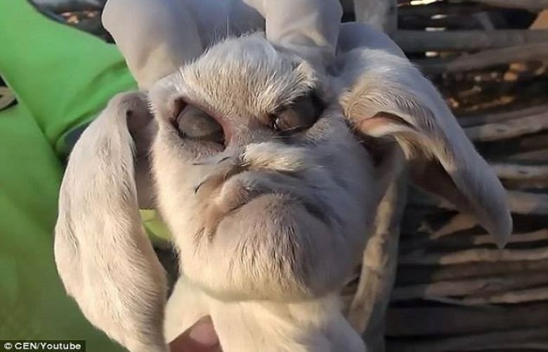 Demon baby goat