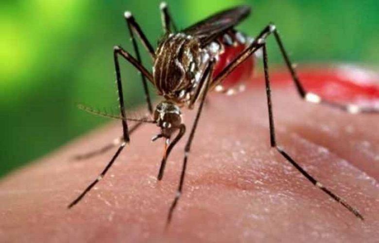 Chikungunya cases on the rise in Karachi