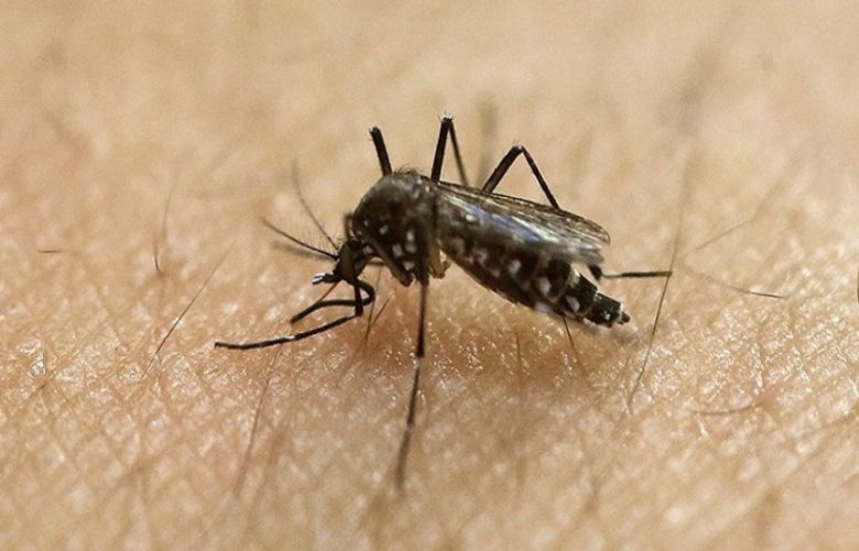 Death toll from dengue fever climbs to 15 in Khyber Pakhtunkhwa