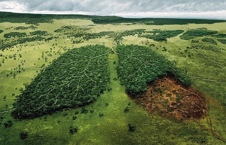 Norway becomes world’s first country to ban deforestation