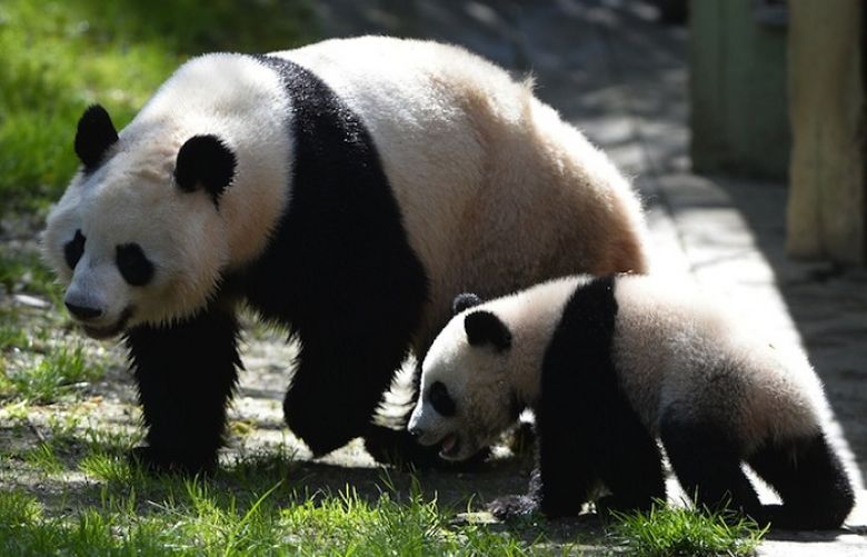US zoo pandas