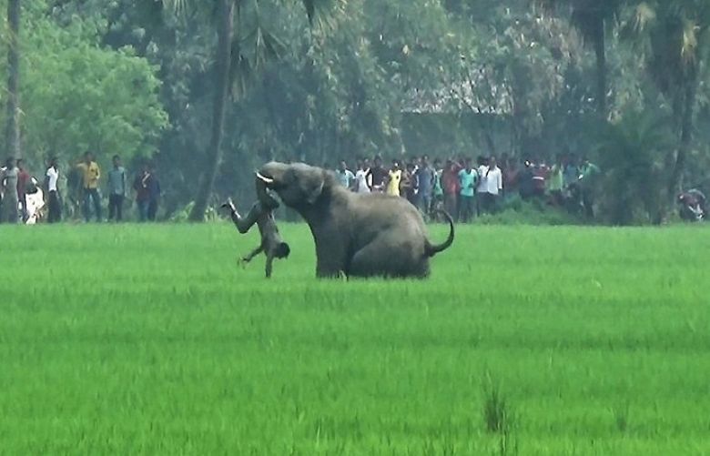 This file photo taken on March 20, 2016 shows an elephant attacking an Indian man in a field in Burdwan district in West Bengal state.
