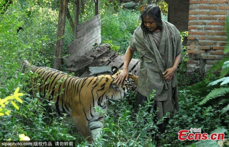 Indonesian man forms unbreakable bond with Bengal tiger