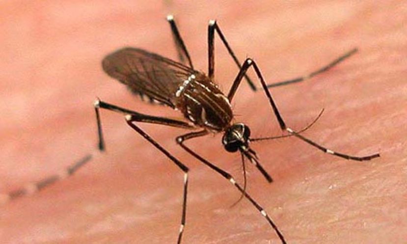 29 more dengue cases across Punjab