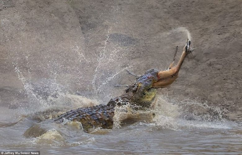 Giant 16ft crocodile sneaks up on gazelle before ripping it in half