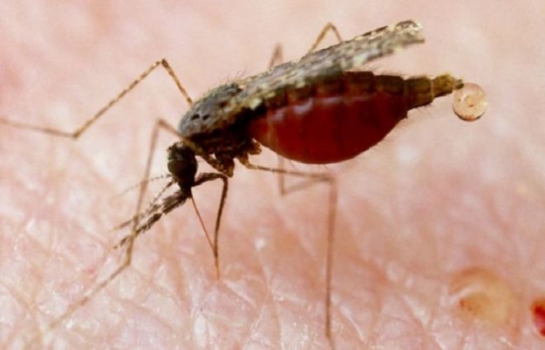 The female Anopheles mosquito passes on the malaria parasite by feeding on human blood