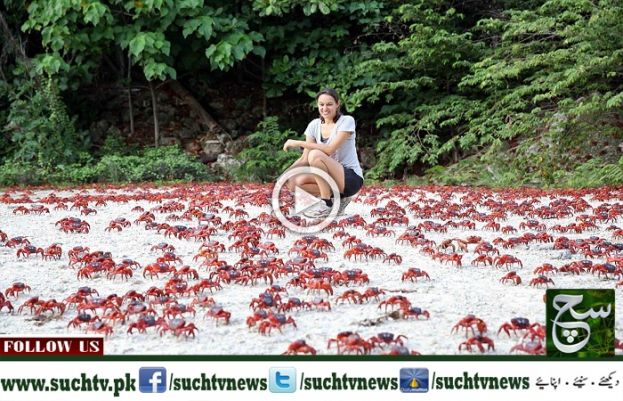 Crabs Invade Cuba&#039;s Bay of Pigs