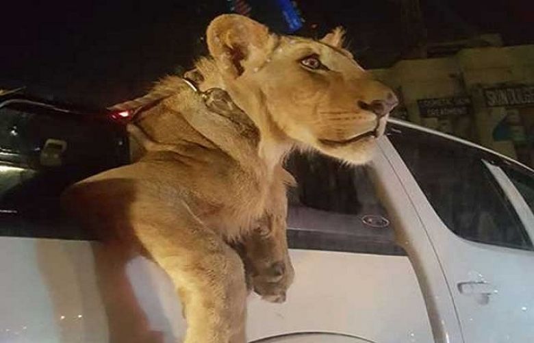‘Lion Man’ arrested in Karachi