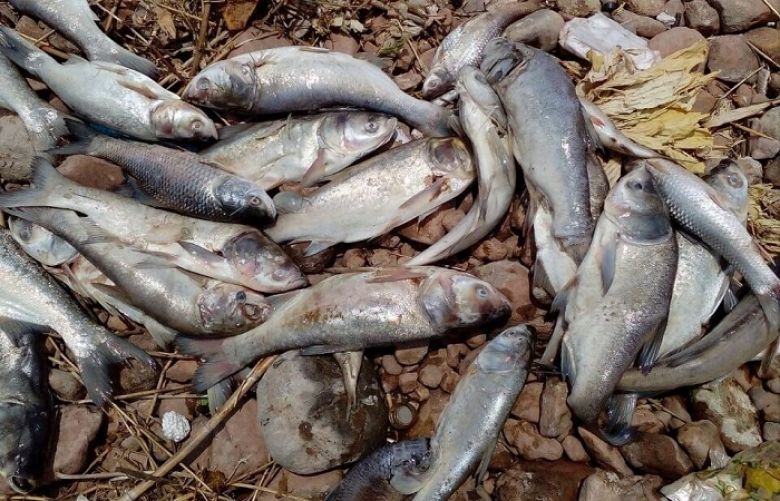 After finding scores of dead fish, authorities suspect Rawal Dam has been poisoned.