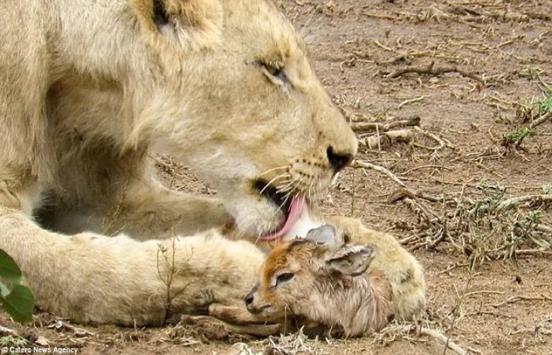 Lion adopts tiny newborn antelope carrying it in its mouth