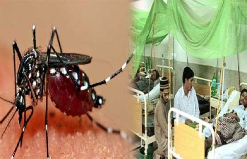 سندھ، 24 گھنٹوں میں 67 افراد میں ڈینگی وائرس میں مبتلا 