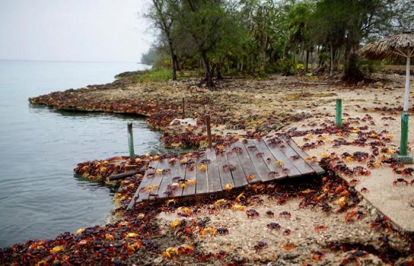 کیوبا کے ساحلی دیہات پر کیکڑوں کا حملہ