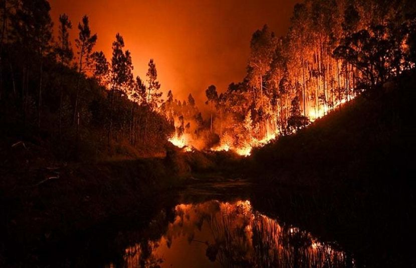 پرتگال کے وسطی علاقوں میں جنگل میں لگنے والی آگ