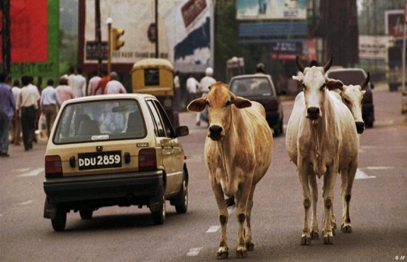 سن 2015 میں محمد اخلاق نامی شخص کو گائے کا گوشت لے کر جانے کے شبے میں ممبئی میں قتل کر دیا گیا تھا