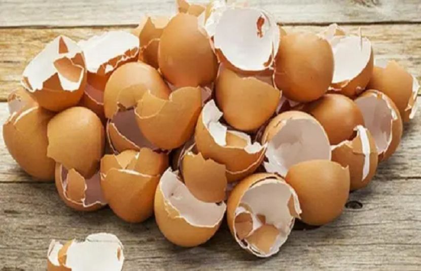 کیا آپ انڈوں کے چھلکوں کے ان فوائد سے آگاہ ہیں؟