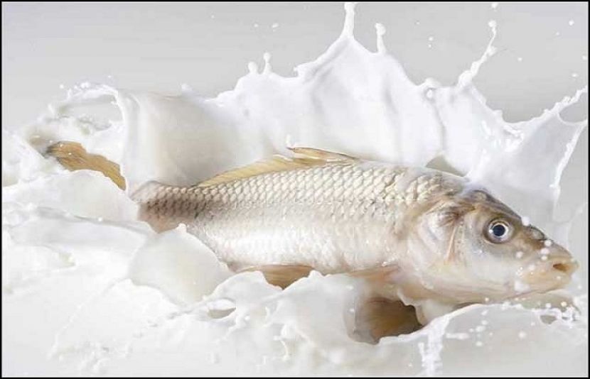 کیا مچھلی کھانے کے بعد دودھ پینا خطرناک ہے؟