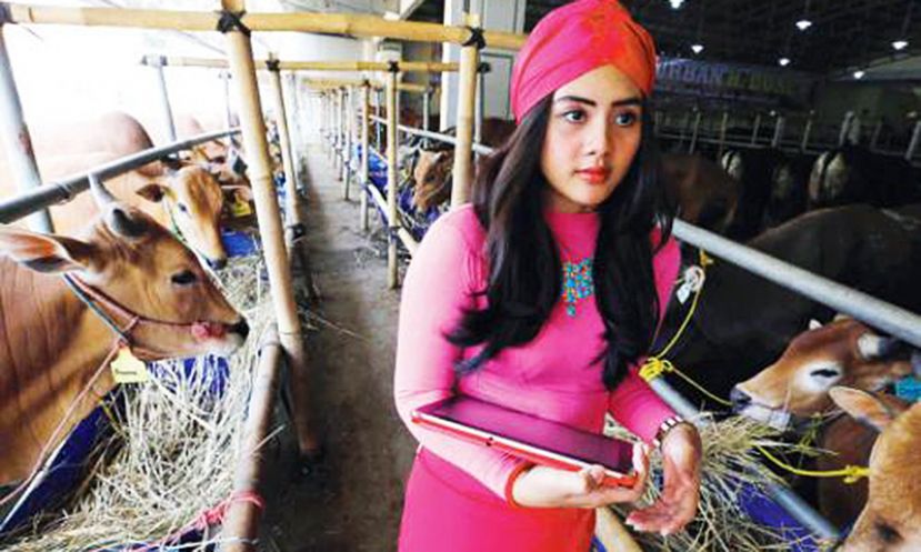 جکارتہ میں قربانی کی گائے کے شوروم پر سیلزگرلز کو ملازم رکھنے سے اس کی فروخت میں اضافہ ہوگیا ہے۔