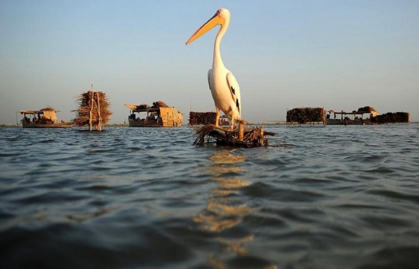 زہریلے پانی سے پاکستان کی سب سے بڑی جھیل کا ناقابل تلافی نقصان