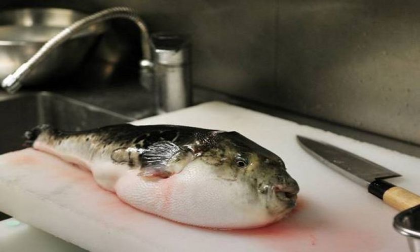 دنیا کی خطرناک ترین مچھلی: پورے خاندان کو موت کے دہانے پر پہنچا دیا