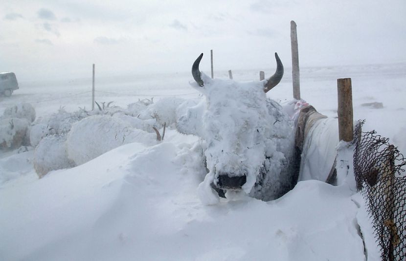 منگولیا میں شدید ٹھنڈکے سبب رواں موسم سرما میں اب تک 20 لاکھ سے زائد جانور ہلاک ہو چکے ہیں۔