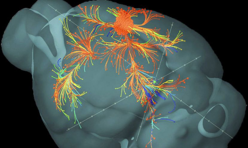 چوہے کے دماغ کا تھری ڈی منظر۔