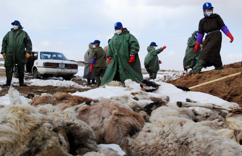 شدید سردی کے باعث 30 لاکھ مویشی ہلاک