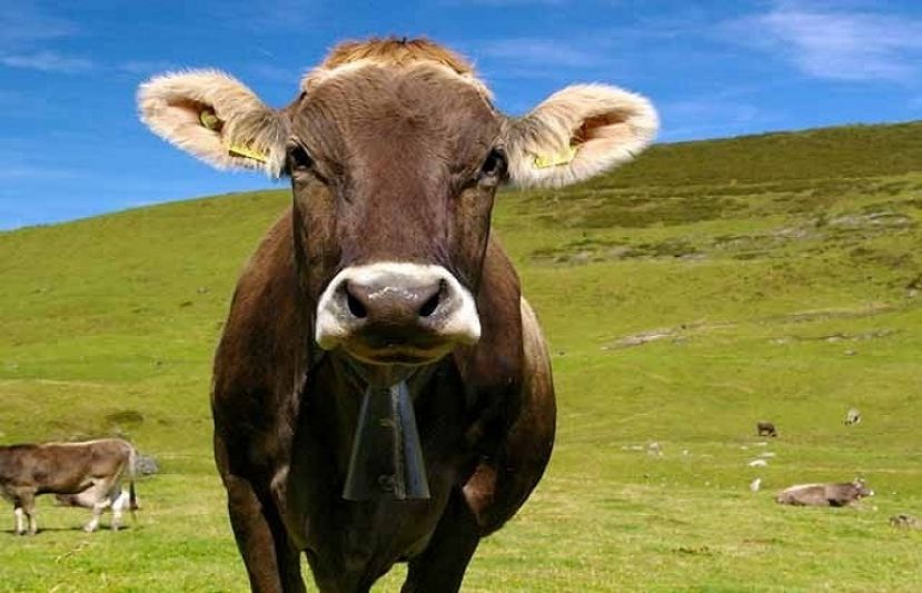 سوئٹزرلینڈ میں گائیوں نے بچھڑوں کو بچانے کے لئے خاتون کو مار ڈالا