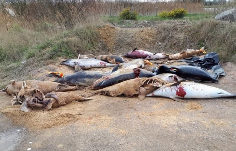 Volunteers from Sea Shepherd in France came across a stockpile of dead dolphins. 