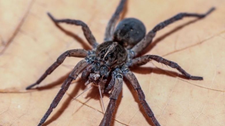 Study reveals that spiders have a favourite colour