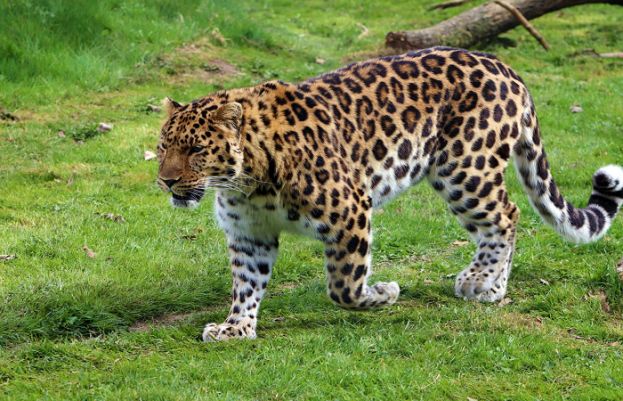 Leopard kills two brothers in AJK
