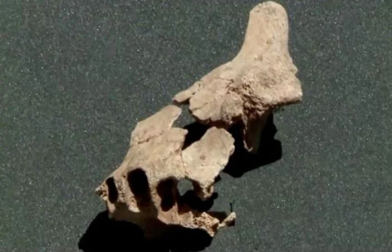 Ancient jawbone