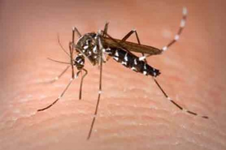 Fight against Malaria slows down