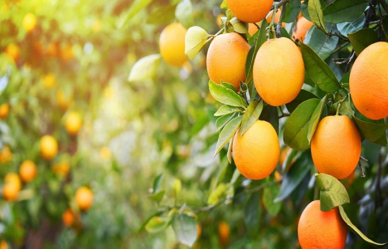 Export of oranges target of 300,000 metric tons