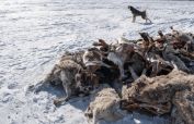 2m animals die as extreme cold hits Mongolia