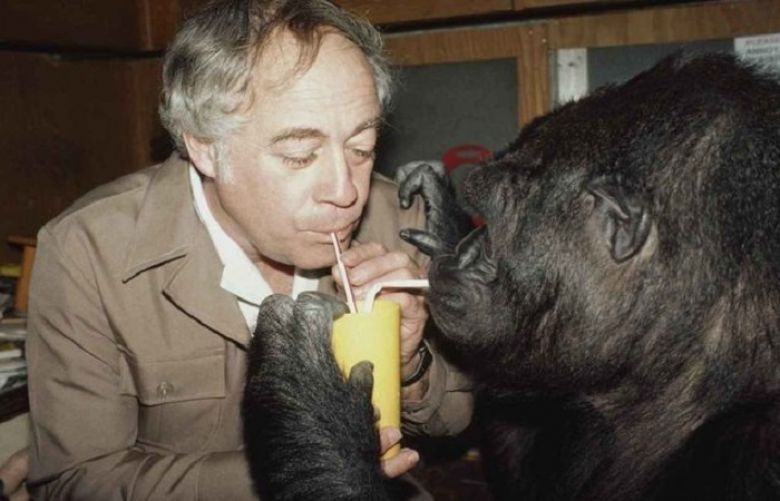 Koko, gorilla who used sign language, dies in California