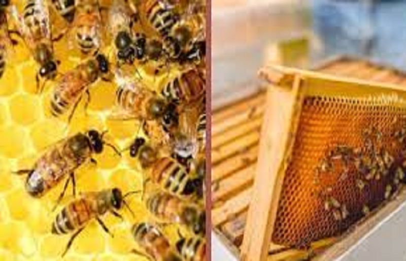 How to Rid Your Home of Honeybees Without Killing Them