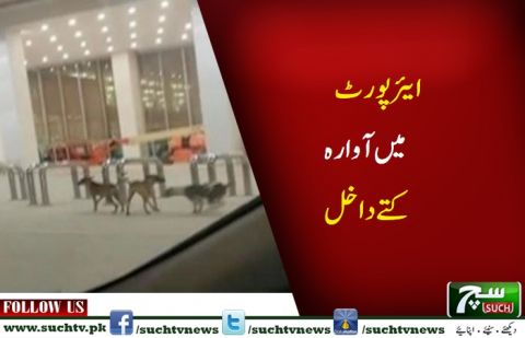 Manager suspended after dogs found wandering in premises airport 