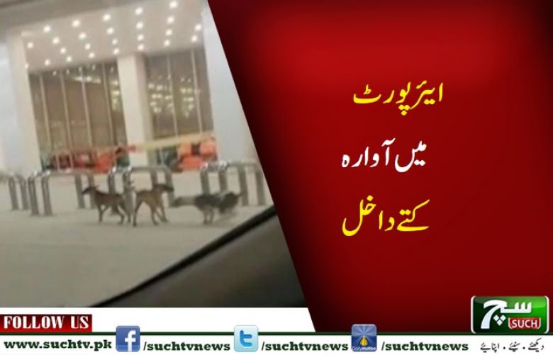 Manager suspended after dogs found wandering in premises airport 
