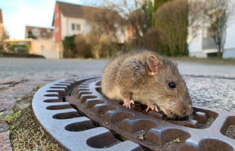 It took about eight firefighters and an animal expert to put the sewer rat back where it belongs