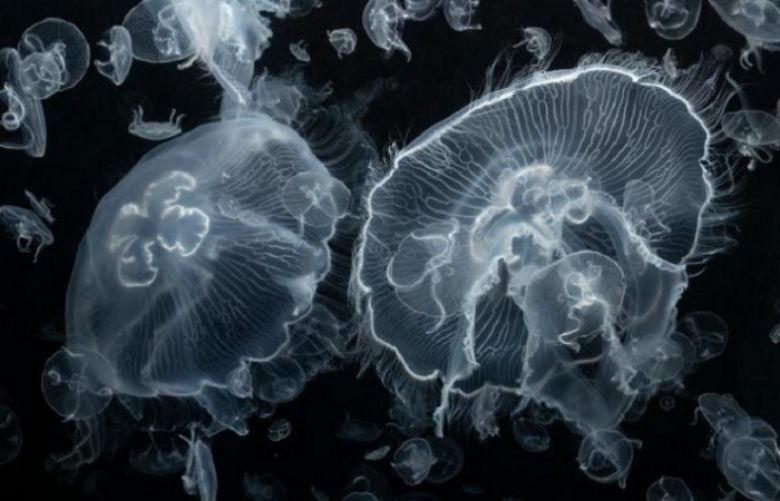 Gelatinous creatures like these moon jellyfish (Aurelia species) serve as food for a wide variety of animals.